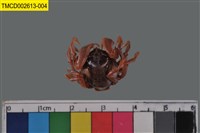 藏品(短指和尚蟹)的圖片